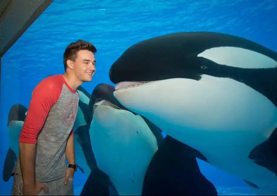 Liam Payne Liam Payne